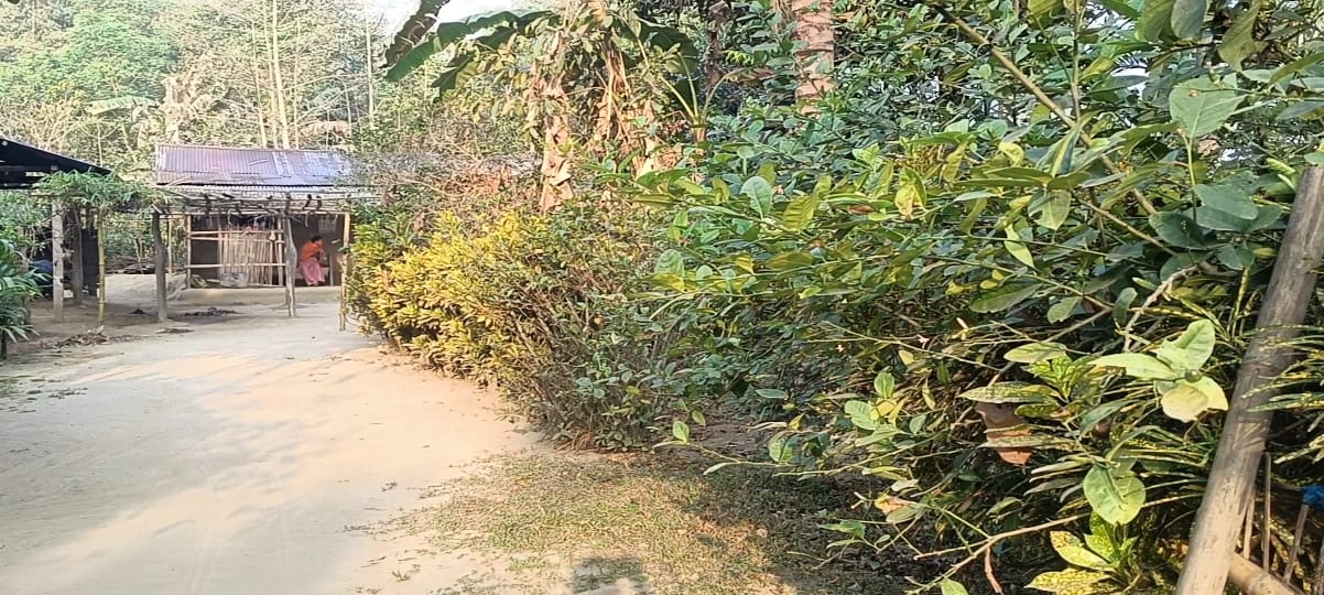 Morigaon lemon farmers