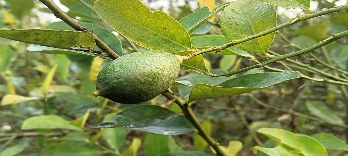 Morigaon lemon farmers
