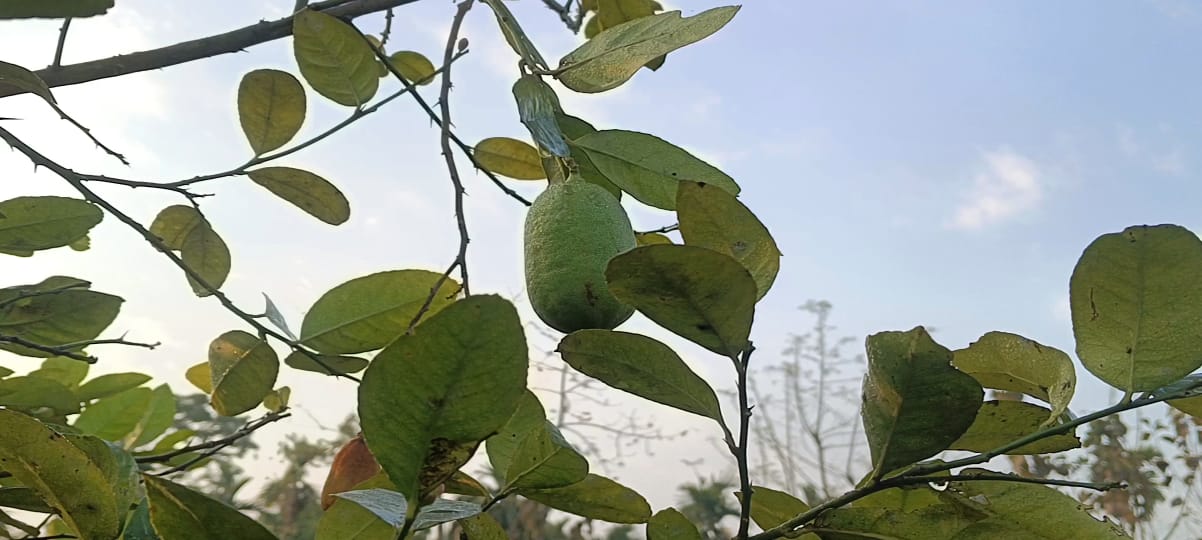 Morigaon lemon farmers