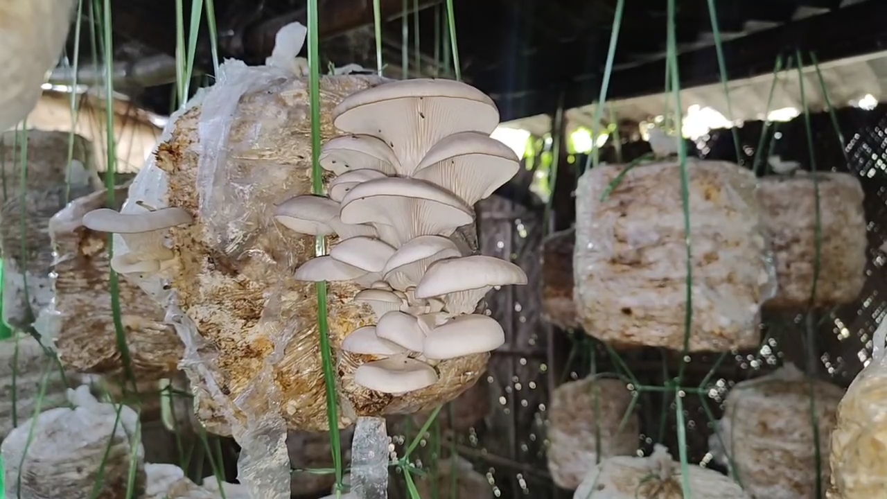 A women from Rangia has become self reliant in mushroom cultivation