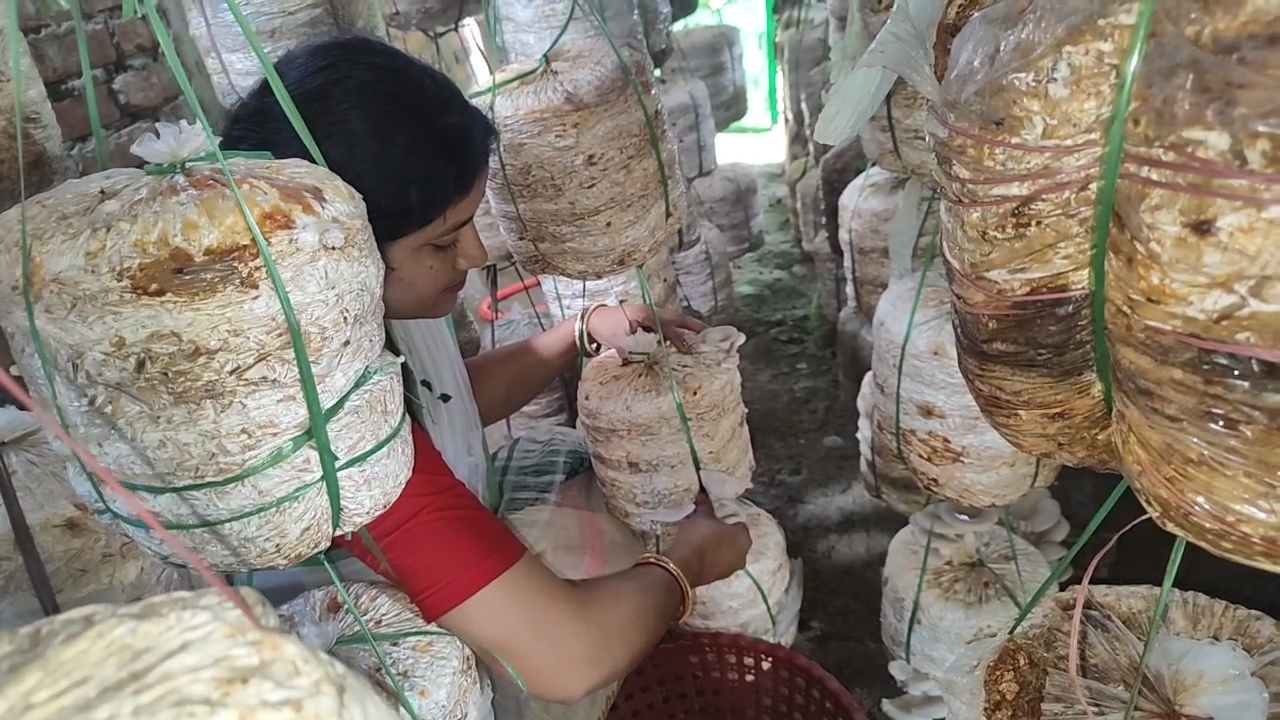 A women from Rangia has become self reliant in mushroom cultivation