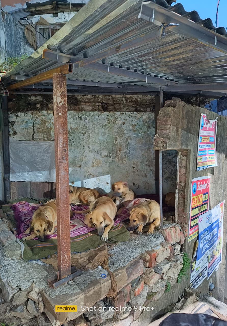 शिमला में रेणु लुथरा द्वारा स्ट्रे डॉग्स के लिए बनाया गया शेल्टर