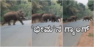wild-elephant-bheema-and-gang-in-chikkamagaluru