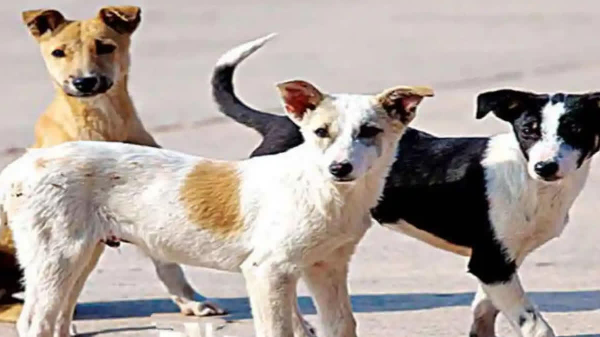 Minor Girl Mauled to Death by Stray Dogs at Gujarat's Devbhoomi Dwarka ...