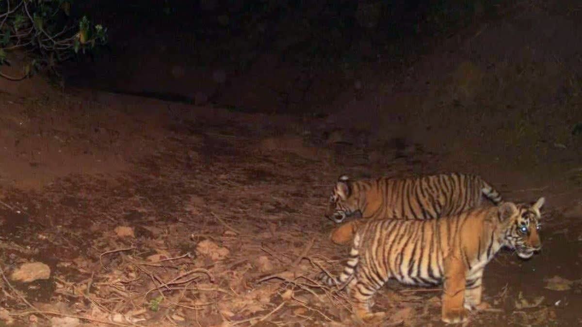 TIGER FAMILY SEEN DRINKING WATER