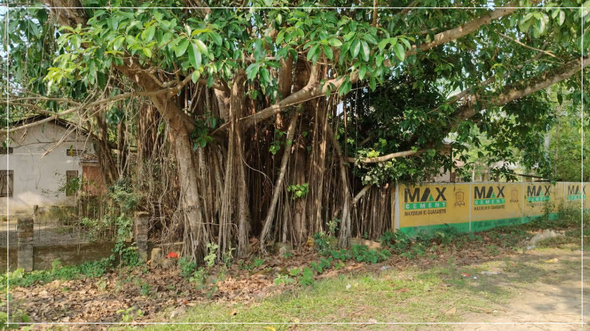 Morigaon Banyan Tree