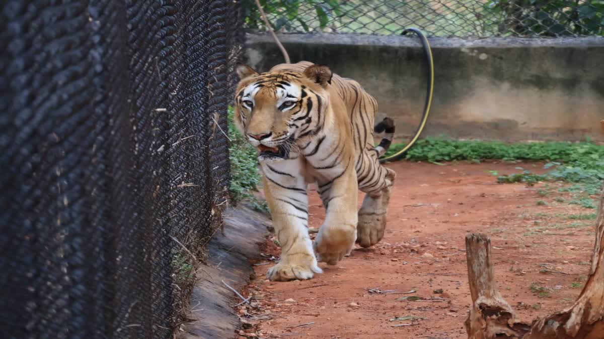 ಮೈಸೂರು: ಮೃಗಾಲಯದಲ್ಲಿ 13 ವರ್ಷದ ಹುಲಿ ಪೃಥ್ವಿ ಸಾವು...!