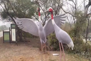 CRANE POPULATION DECLINE WATER AND HABITAT CRISIS GLIMPSE OF CRANES IN GHANA THREAT OF PESTICIDES POWERLINES