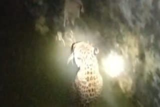 LEOPARD FELL INTO WELL