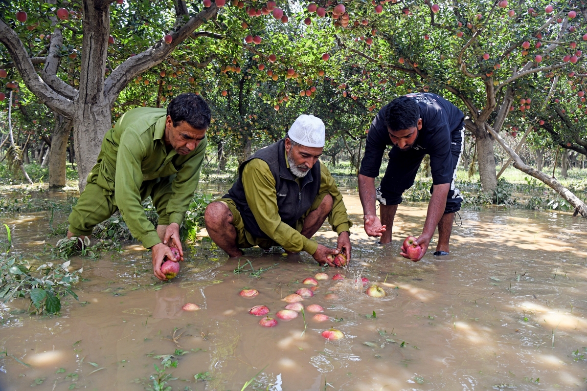 NITI Aayog Roadmap Highlights Productivity Gaps, Rs 1,500 Crore Losses In Jammu Kashmir's Horticulture