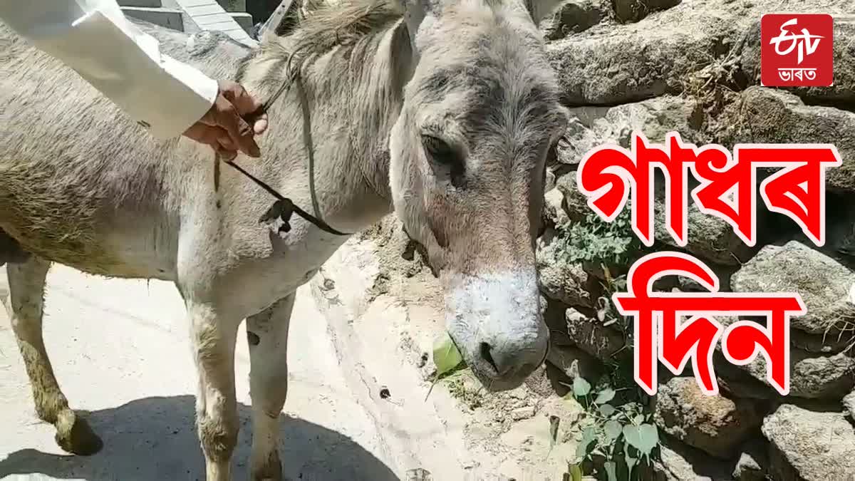 World Donkey Day