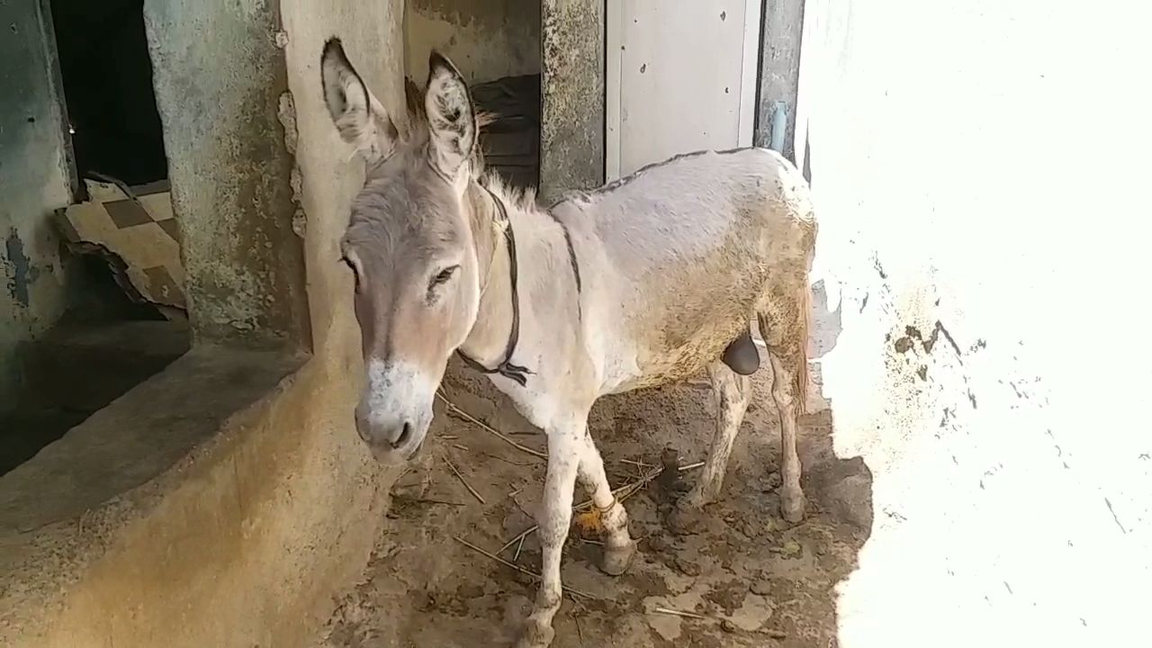 World Donkey Day