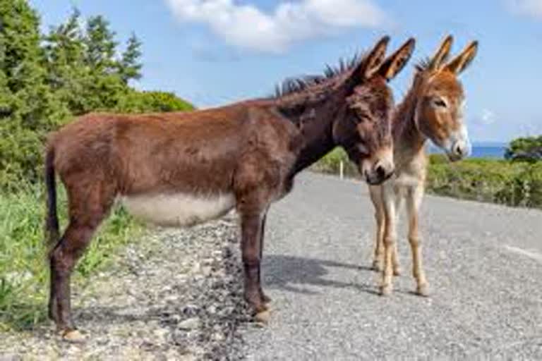 World Donkey Day