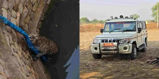 A leopard that fell into an agricultural well in Balod (left) and a forest department personnel vehicle (right)