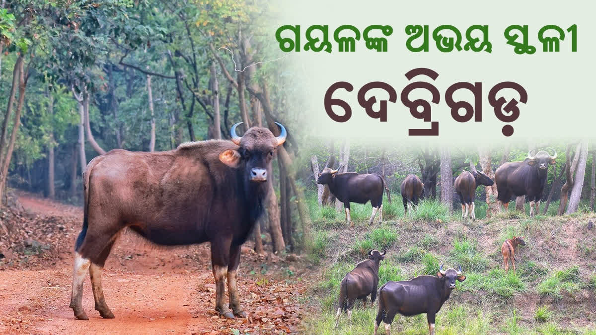 ଗୟଳଙ୍କ ନିର୍ଭୟ ଚରାଭୂଇଁ ଦେବ୍ରିଗଡ଼