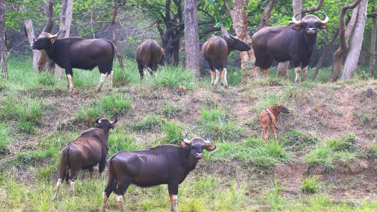 Odisha: Debrigarh Sanctuary Witnessing Significant Gaur Population Increase Debrigarh Sanctuary