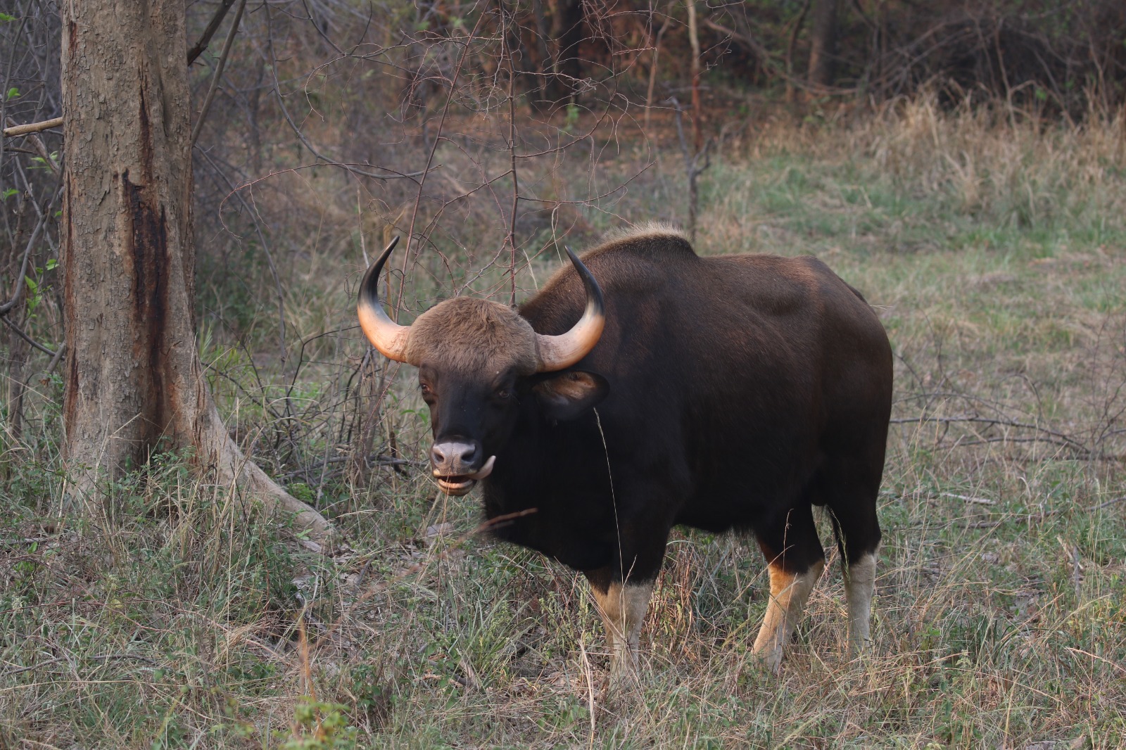 Debrigarh Sanctuary