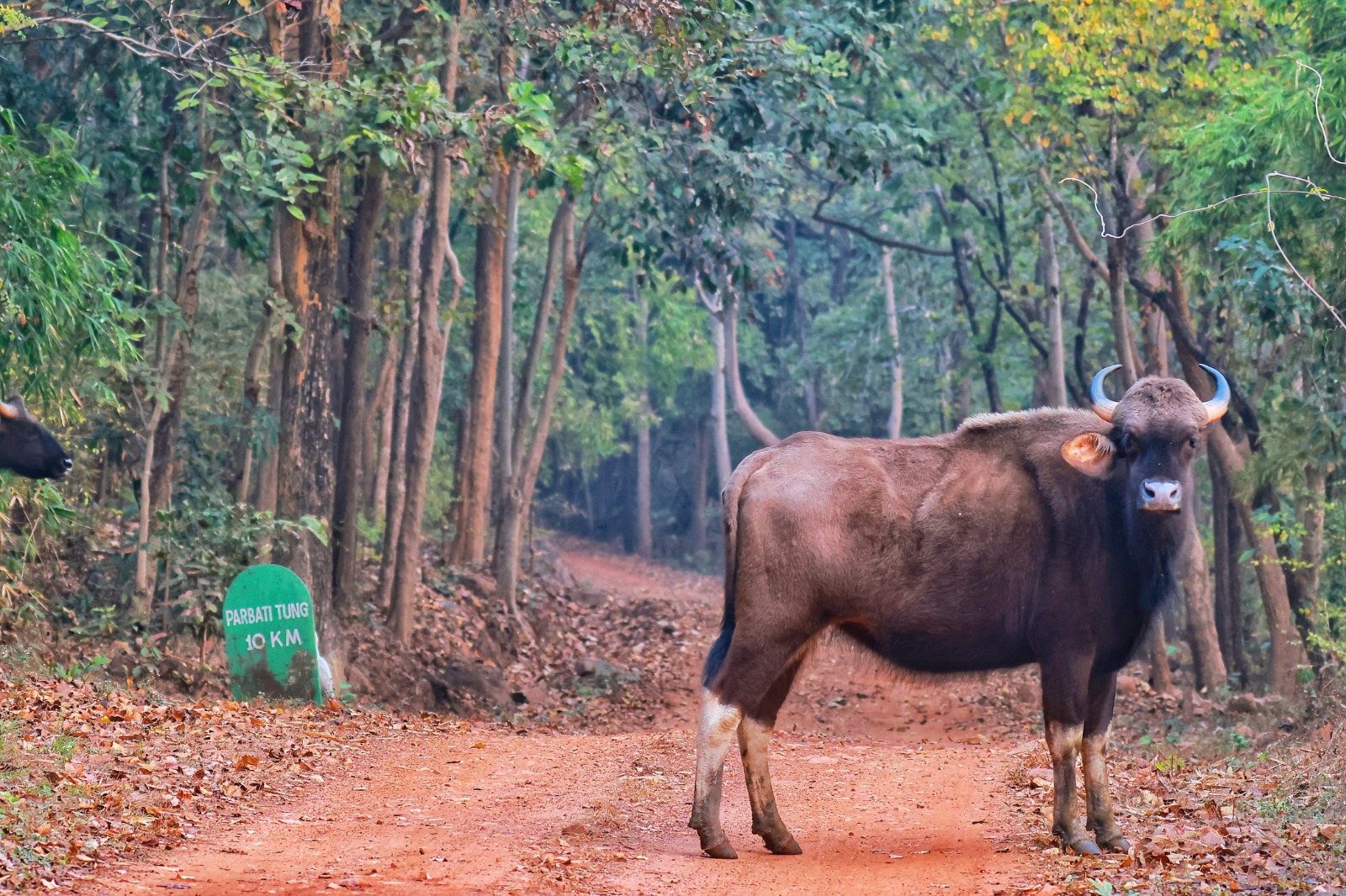 gaur