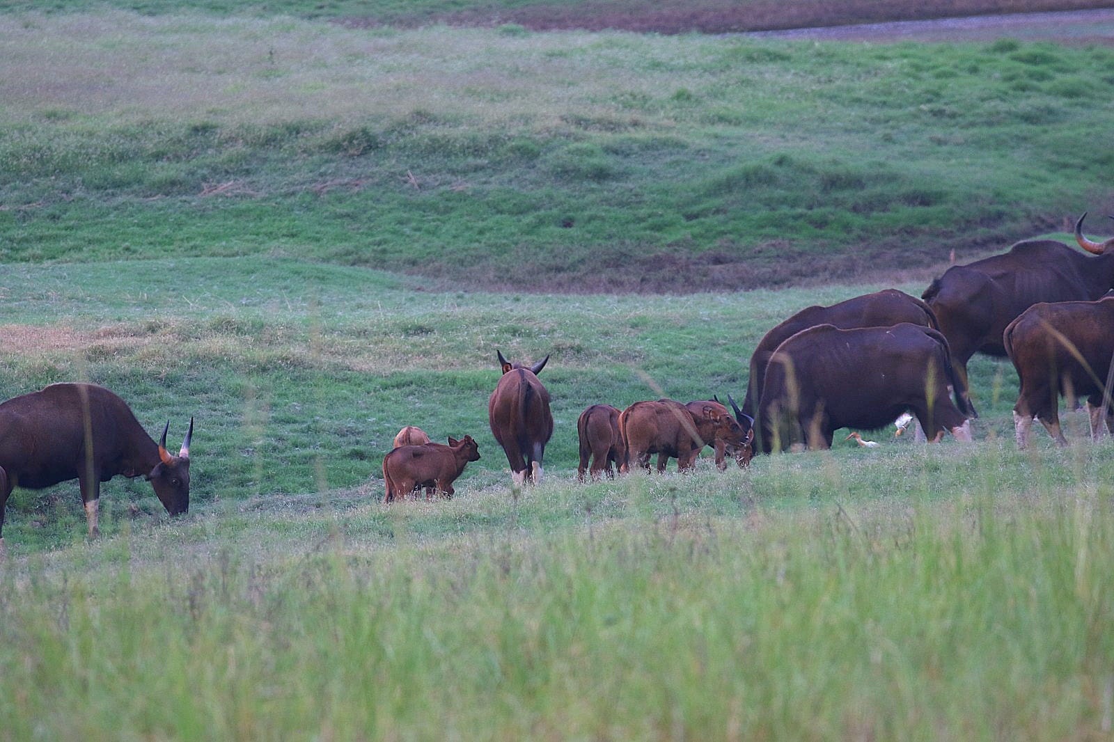 Debrigarh Sanctuary