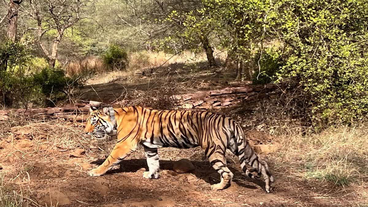 18 माह से RVTR के एनक्लोजर में बंद बाघ RVT-7 को मिलेगी आजादी, प्राकृतिक ...