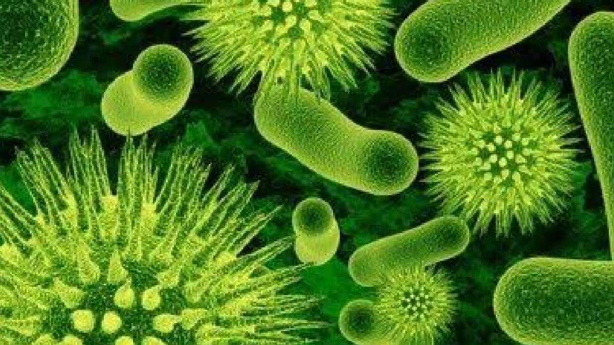 Chandipura Virus Outbreak In Gujarat: Two Kids Succumb At Kheda, Health Dept On Alert