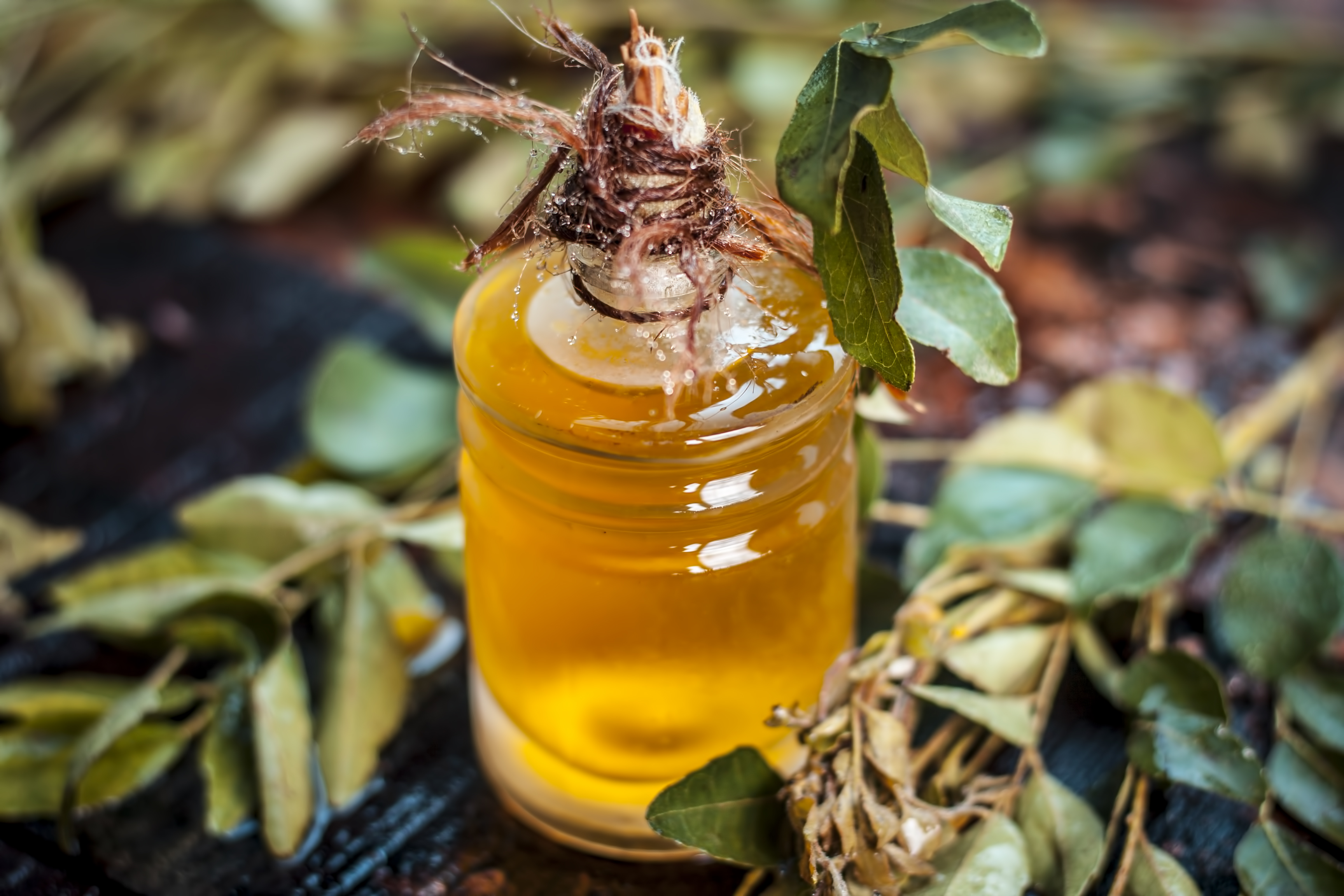 Curry leaf oil