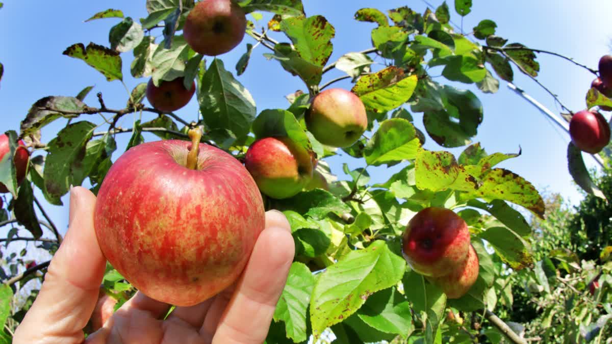 Facing Losses In Reality For Young Farmers