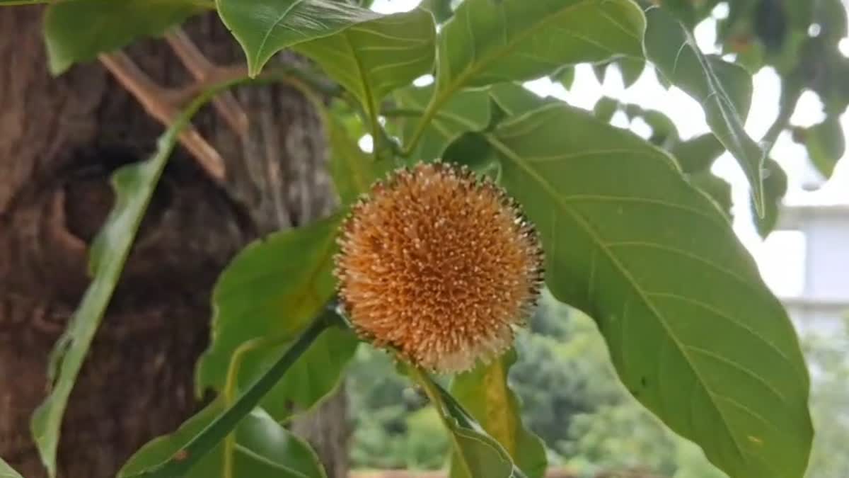 KADAMB  KADAMBAM FLOWERS  KADAMB TREE IN KERALA  SPECIALITIES OF KADAMBAM FLOWERS