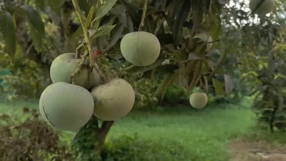 MALDA APPLE MANGO
