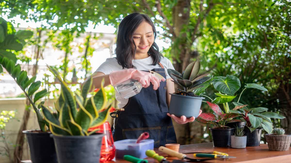 Precautions to Take While Changing Plants from One Pot to Another