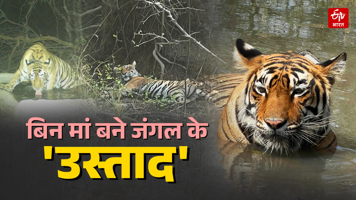 tigers learned the ways of the wild