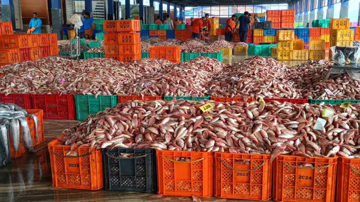Currently, Bihar ranks fourth in freshwater fish farming in the country with a record 9.59 lakh tonnes of production in 2024–2025.