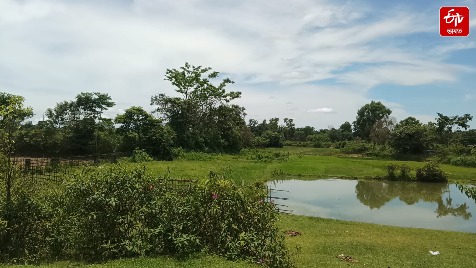 The garden set up by Momai Tamuli Borbaruah, now seized by encroachers