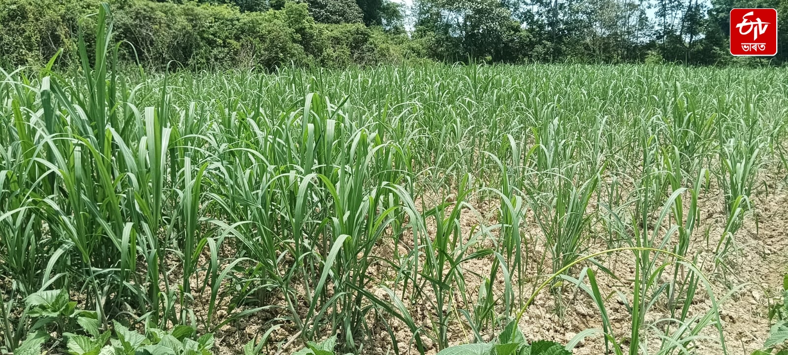 The garden set up by Momai Tamuli Borbaruah, now seized by encroachers