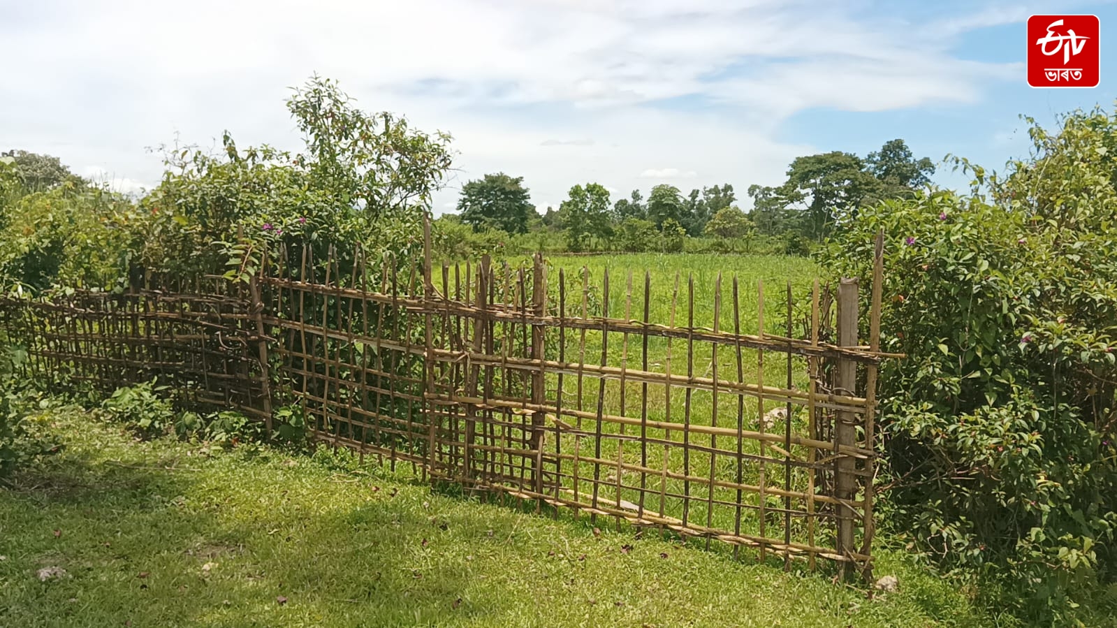 The garden set up by Momai Tamuli Borbaruah, now seized by encroachers
