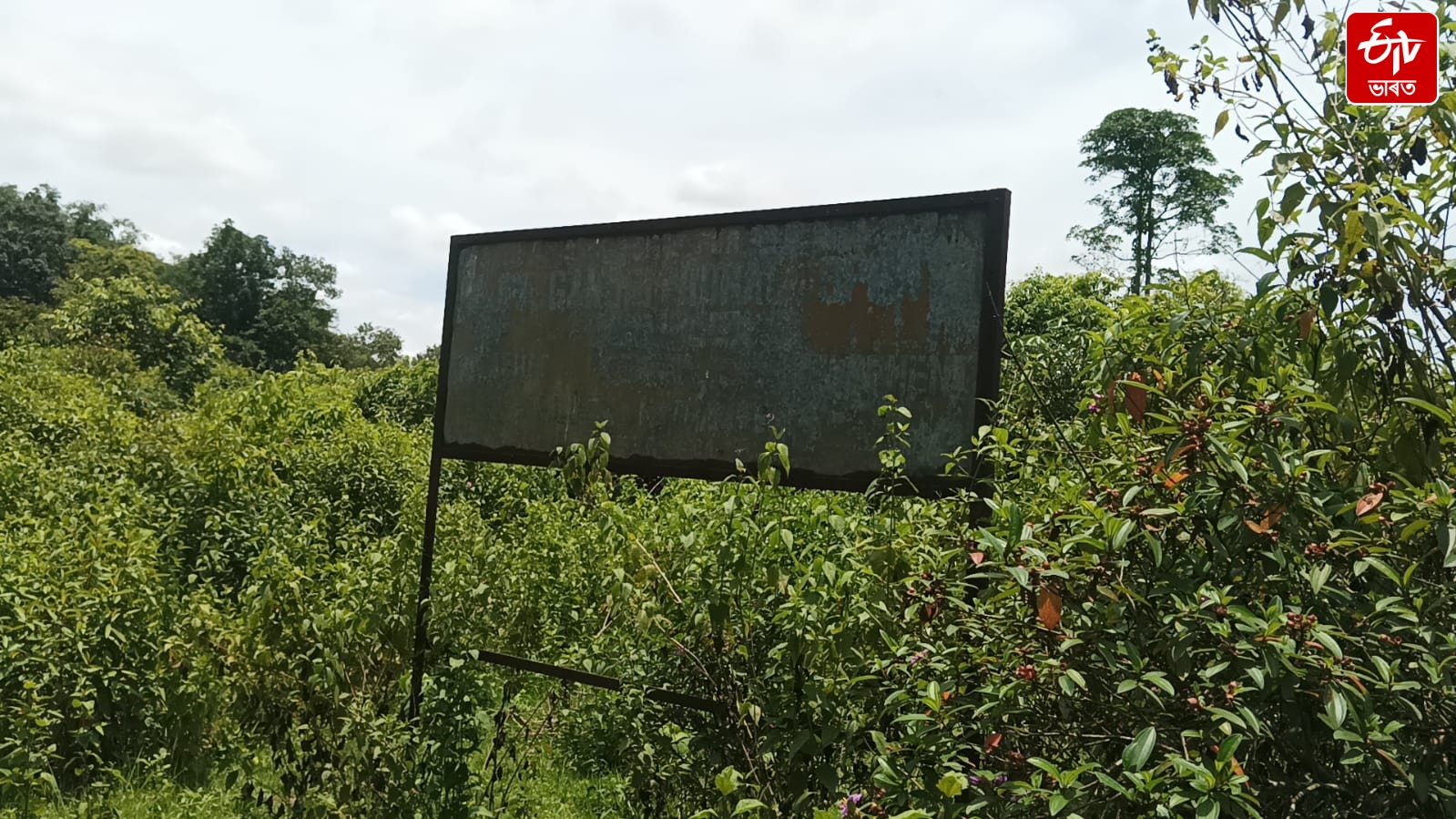 The garden set up by Momai Tamuli Borbaruah, now seized by encroachers