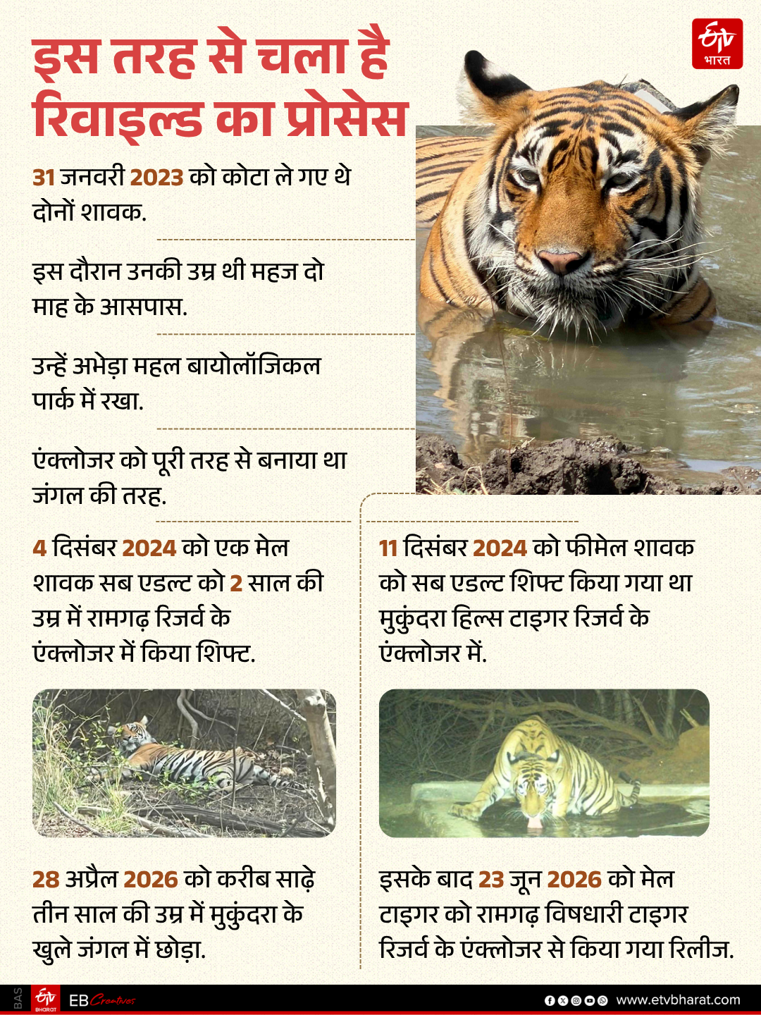 tigers learned the ways of the wild