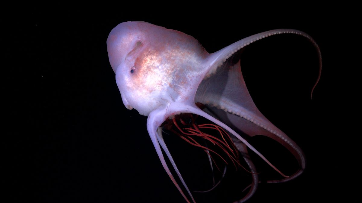 31 Alien-Like Marine Species Discovered Off Brazil's Coast, Including Ghostly Squid