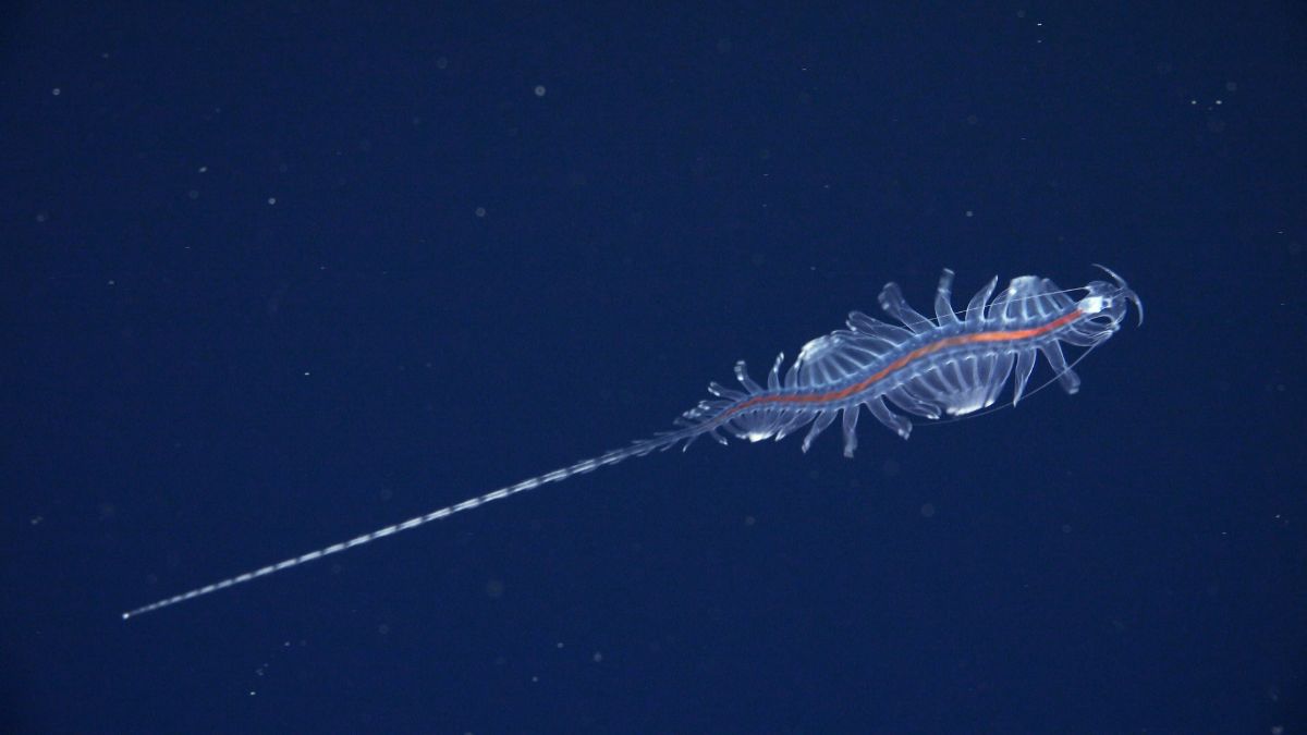 31 Alien-Like Marine Species Discovered Off Brazil's Coast, Including Ghostly Squid