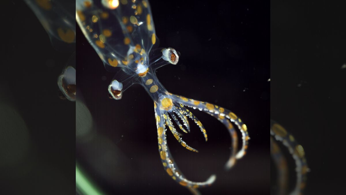31 Alien-Like Marine Species Discovered Off Brazil's Coast, Including Ghostly Squid
