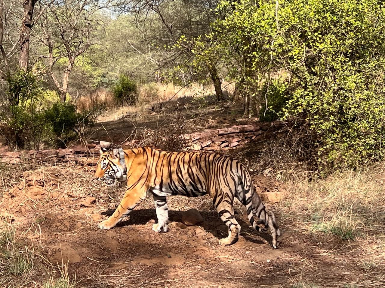 Tigers Learned the ways of Wild