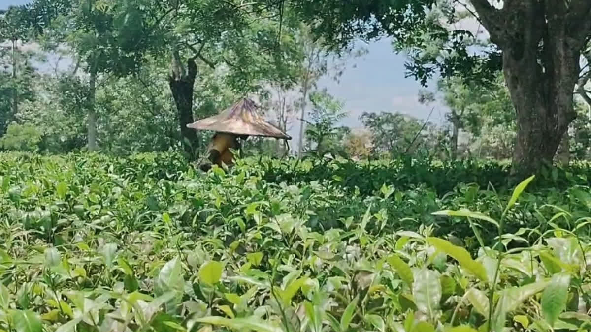 small tea growers problems