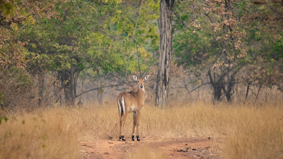 SAGAR NAURADEHI TIGER RESERVE
