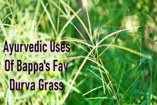 Durva grass