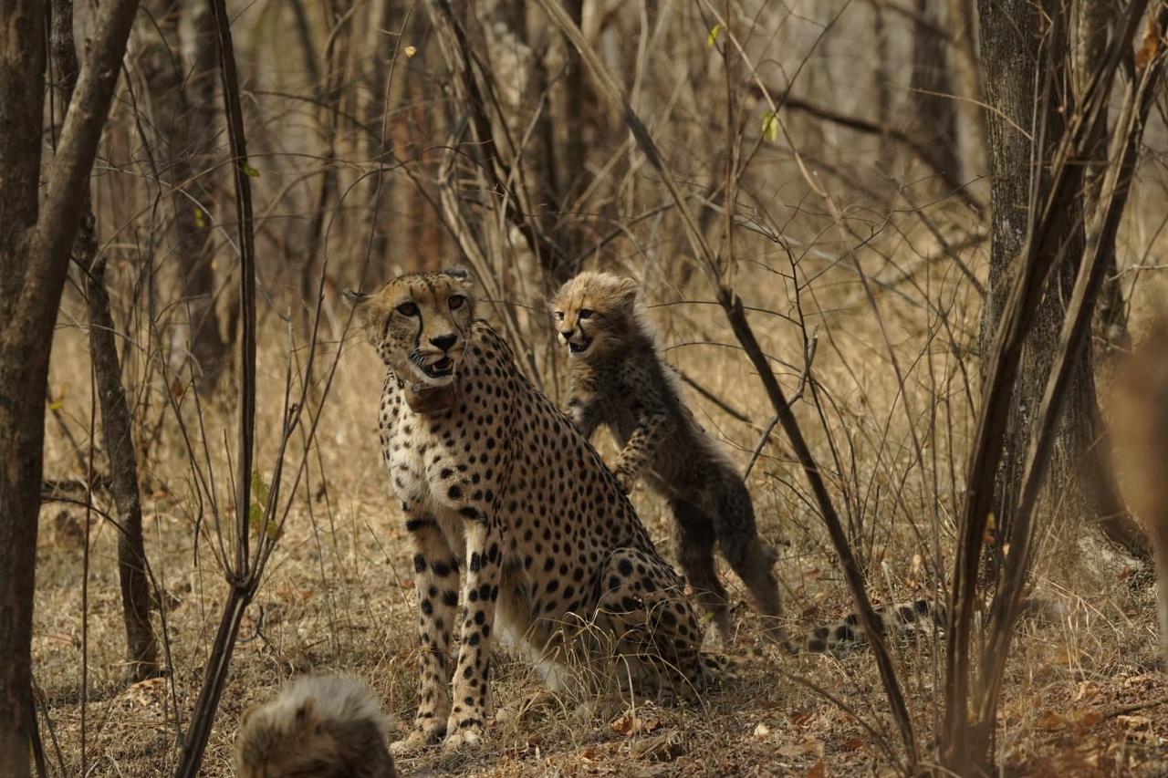 mp cheetah project