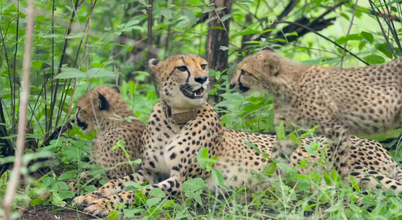 mp cheetah project