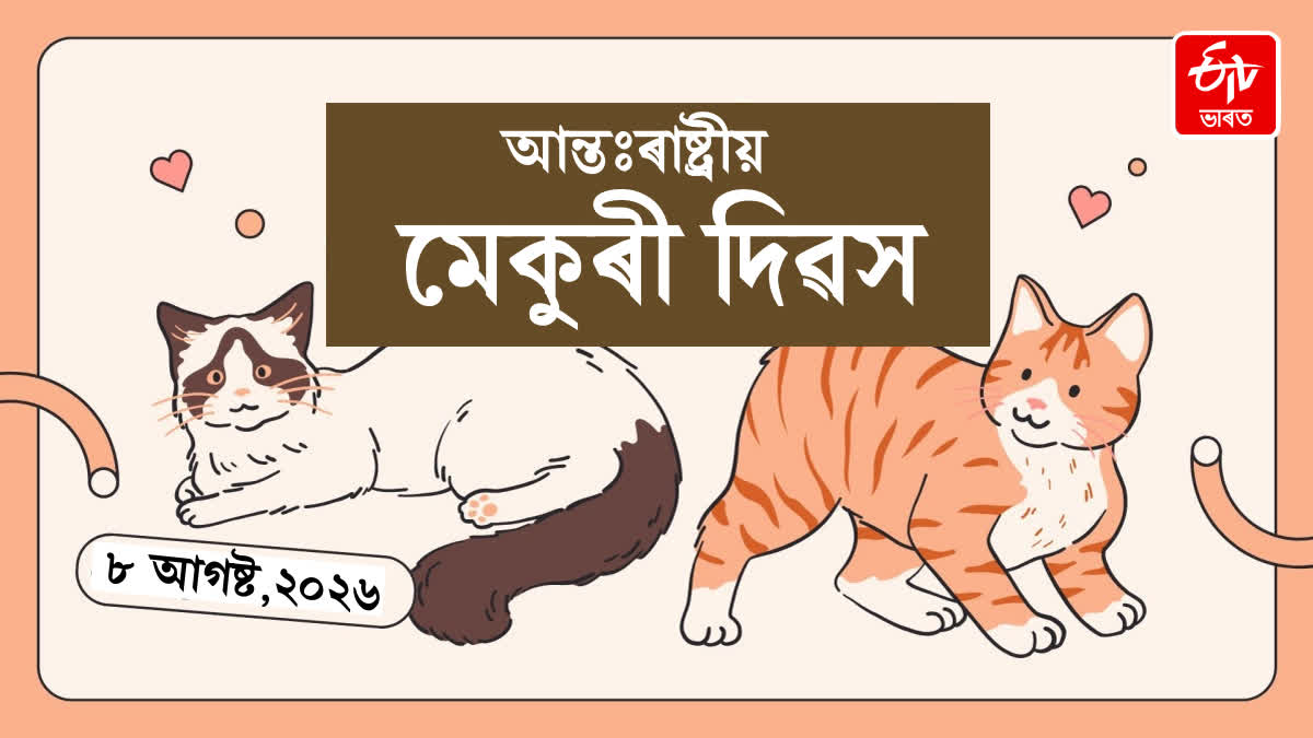 International Cat Day 2026: How To Really Celebrate Your Cat