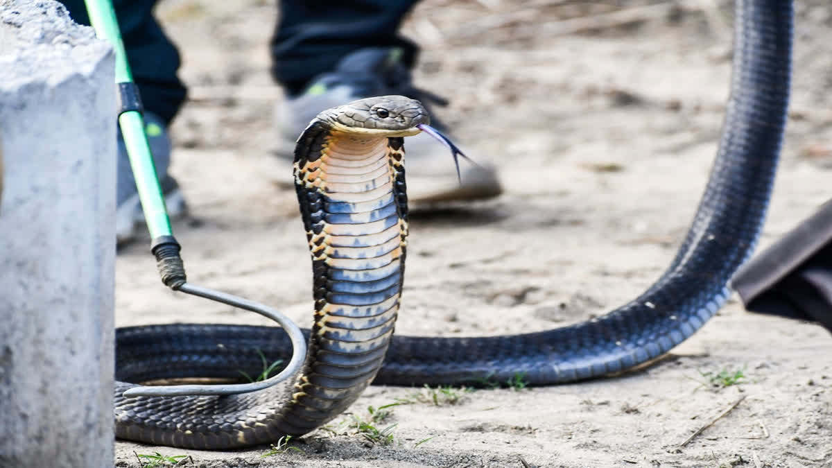 Snake Helpline founder Subhendu Mallik on Saturday urged the Odisha government to increase the existing ex-gratia compensation for snakebite deaths from Rs 4 lakh to Rs 10 lakh following a Supreme Court directive. The wildlife activist also demanded that the government repeal the clause 'other than during flood' to compensate those dying of snakebite during floods.