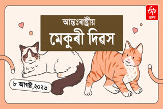 International Cat Day 2026: How To Really Celebrate Your Cat