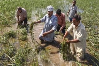 Farmers show their flood damaged crops in Jammu, Jammu and Kashmir, Friday, Sept. 5, 2025.